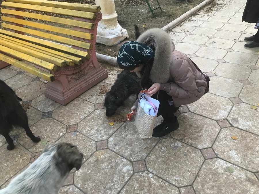Покорми бездомных животных