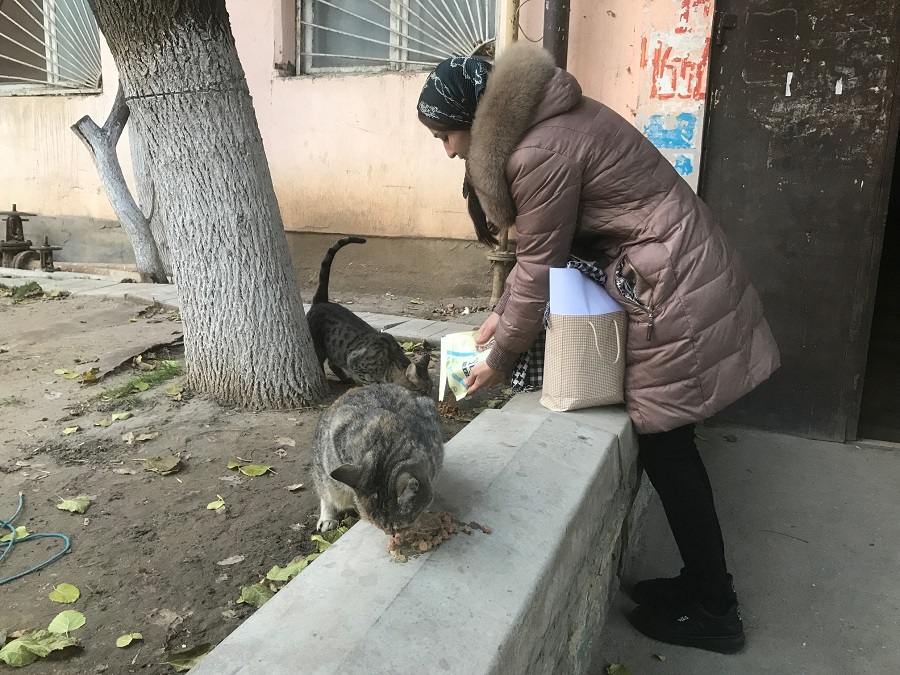 Покорми бездомных животных
